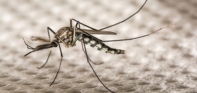 MTP_Travel_Risk_Management-_What_you_need_to_know_about_the_Zika_virus.jpg