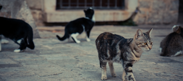 An image of cats portraying what it feels like trying to work out how to communicate travel policies to employees